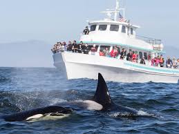 When is it the Right Time for Whale Watching